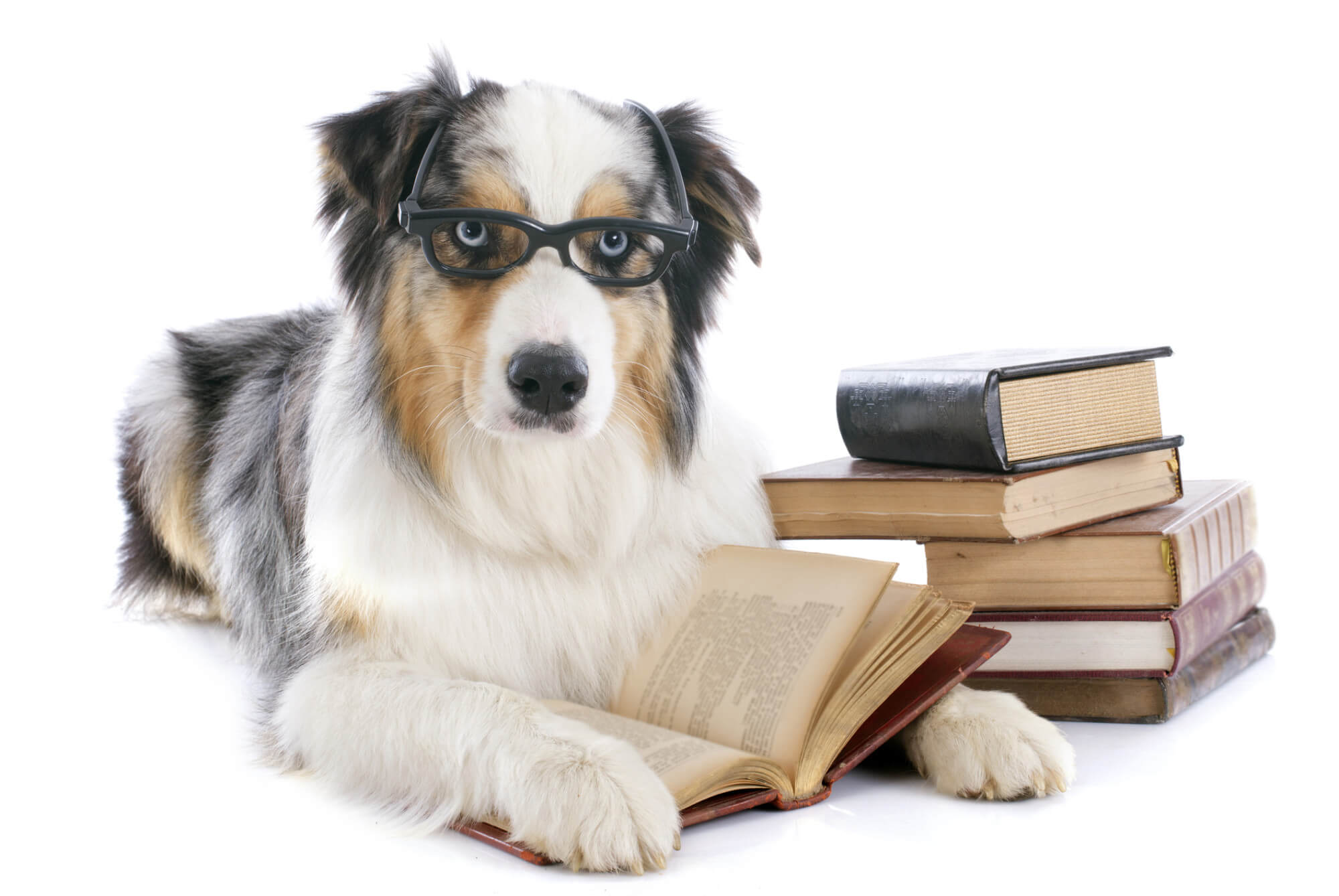 dreamstime_m_34140601shaggy-dog-glasses-books(2)