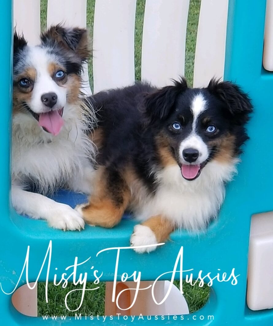 The Guys Misty s Toy Aussies