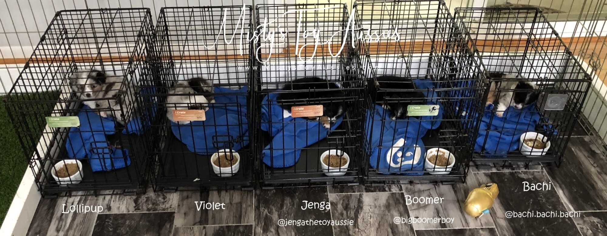 Pups At 7 And A Half Weeks Old Crate Training222 1 Pups At 7 And A Half Weeks Old Crate Training222 1