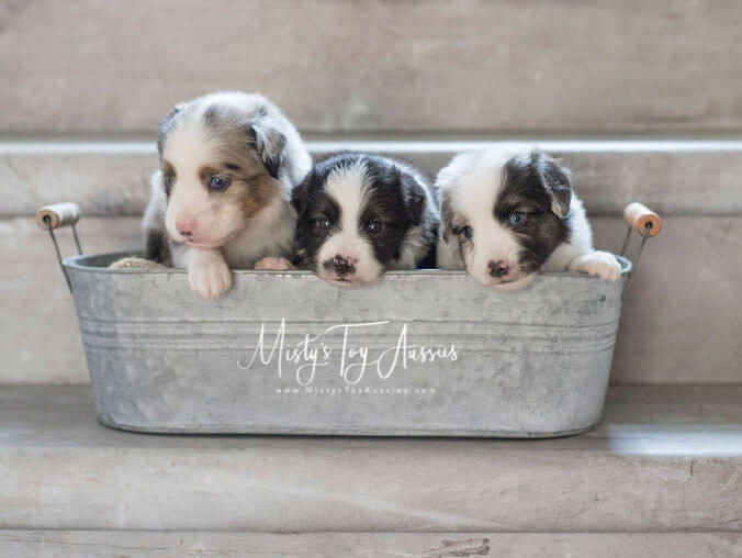 4 Weeks 1 4 Weeks 1