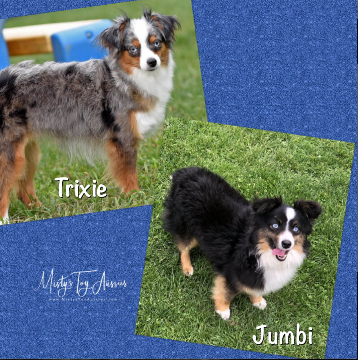 Trixie Jumbi 1 Trixie Jumbi 1