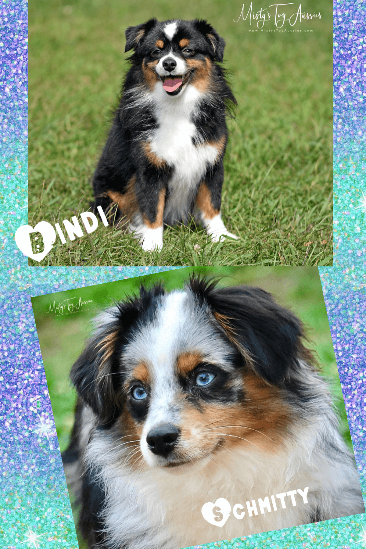 Bindi X Schmitty Bindi X Schmitty