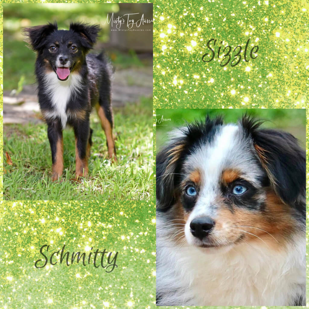 Sizzle X Schmitty Sizzle X Schmitty