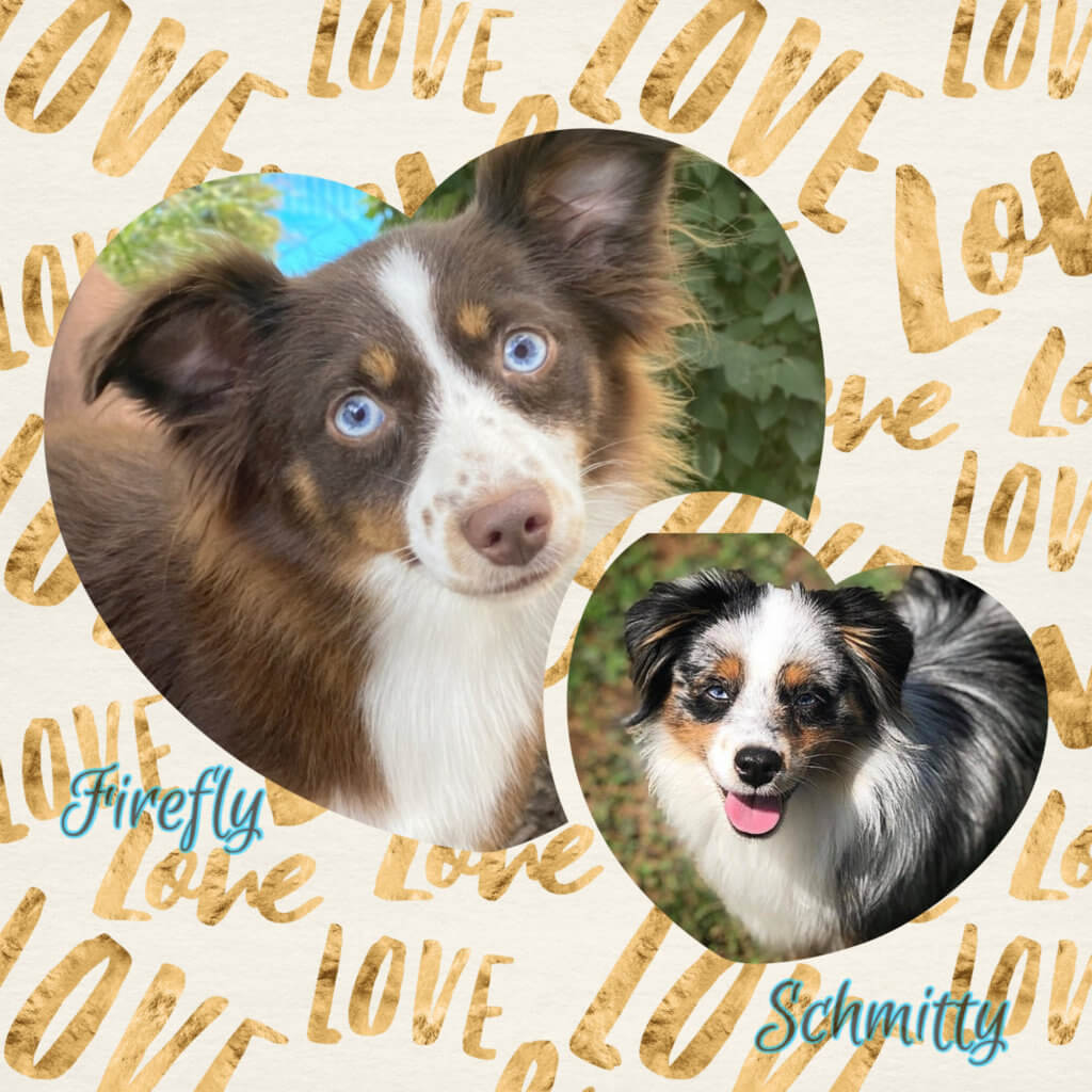 firefly x schmitty firefly x schmitty