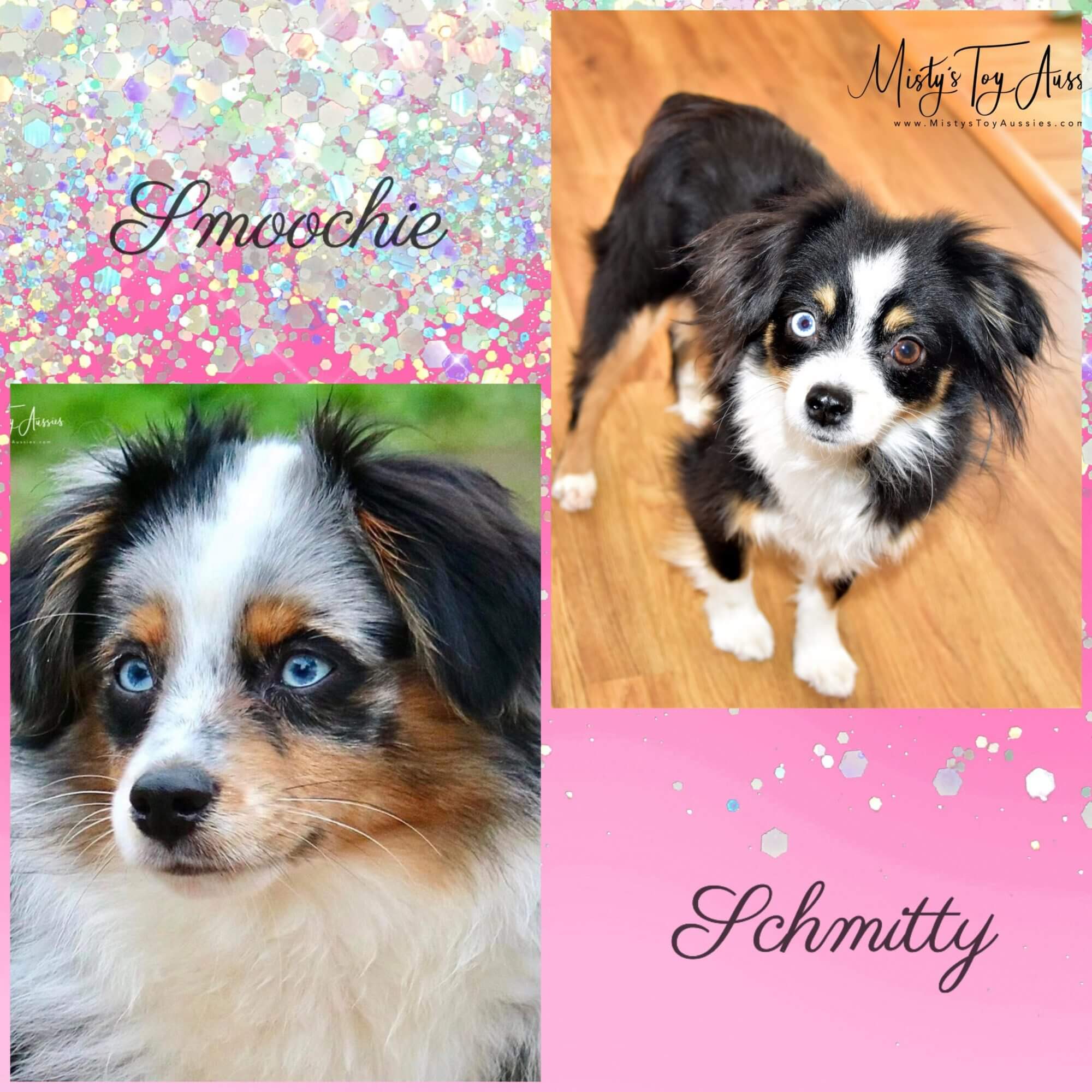 Expected Litters Misty s Toy Aussies