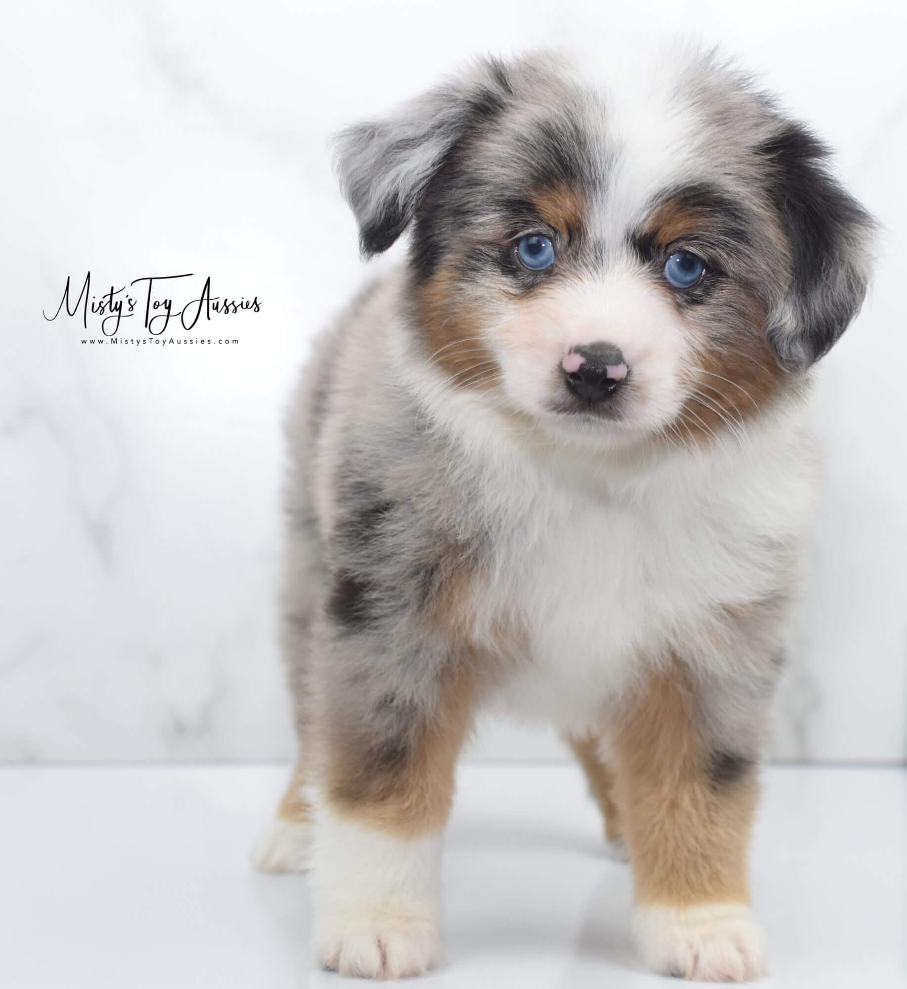 Indy Mistys Toy Aussies