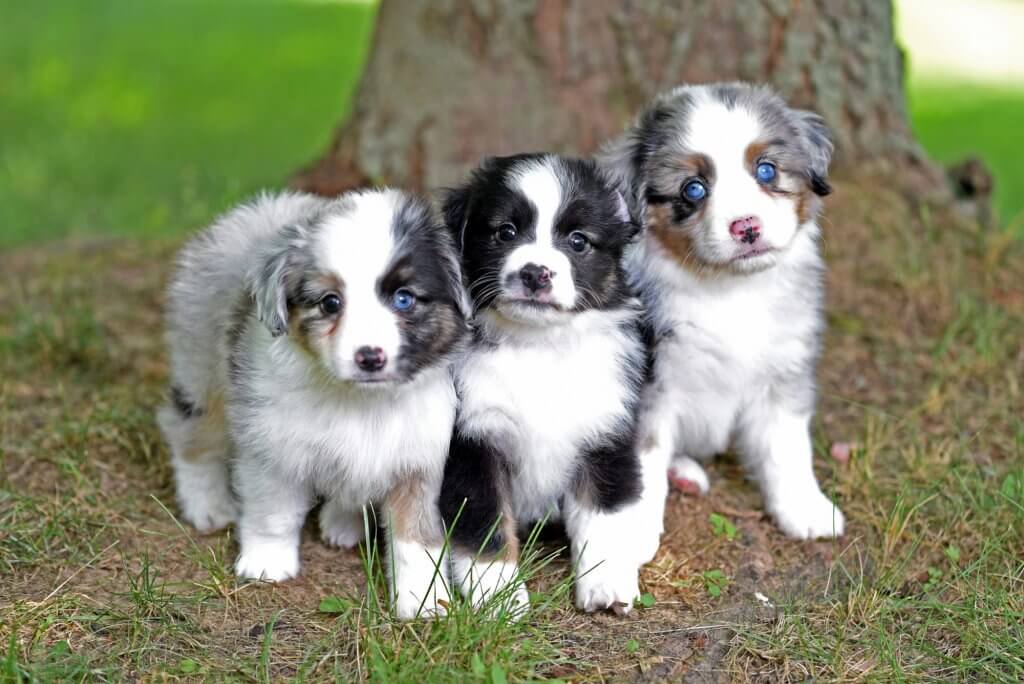 australian shepherd dog puppies