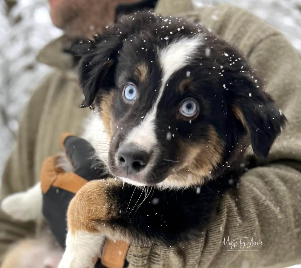 Tri Aussie Tri Aussie
