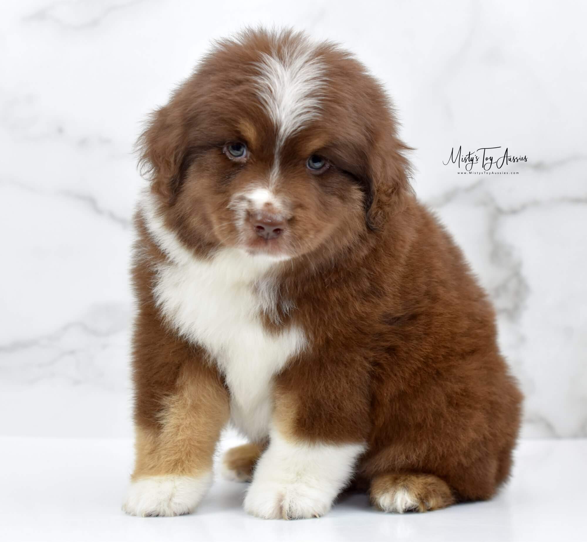 Toy Aussie Puppy At Misty s Toy Aussies