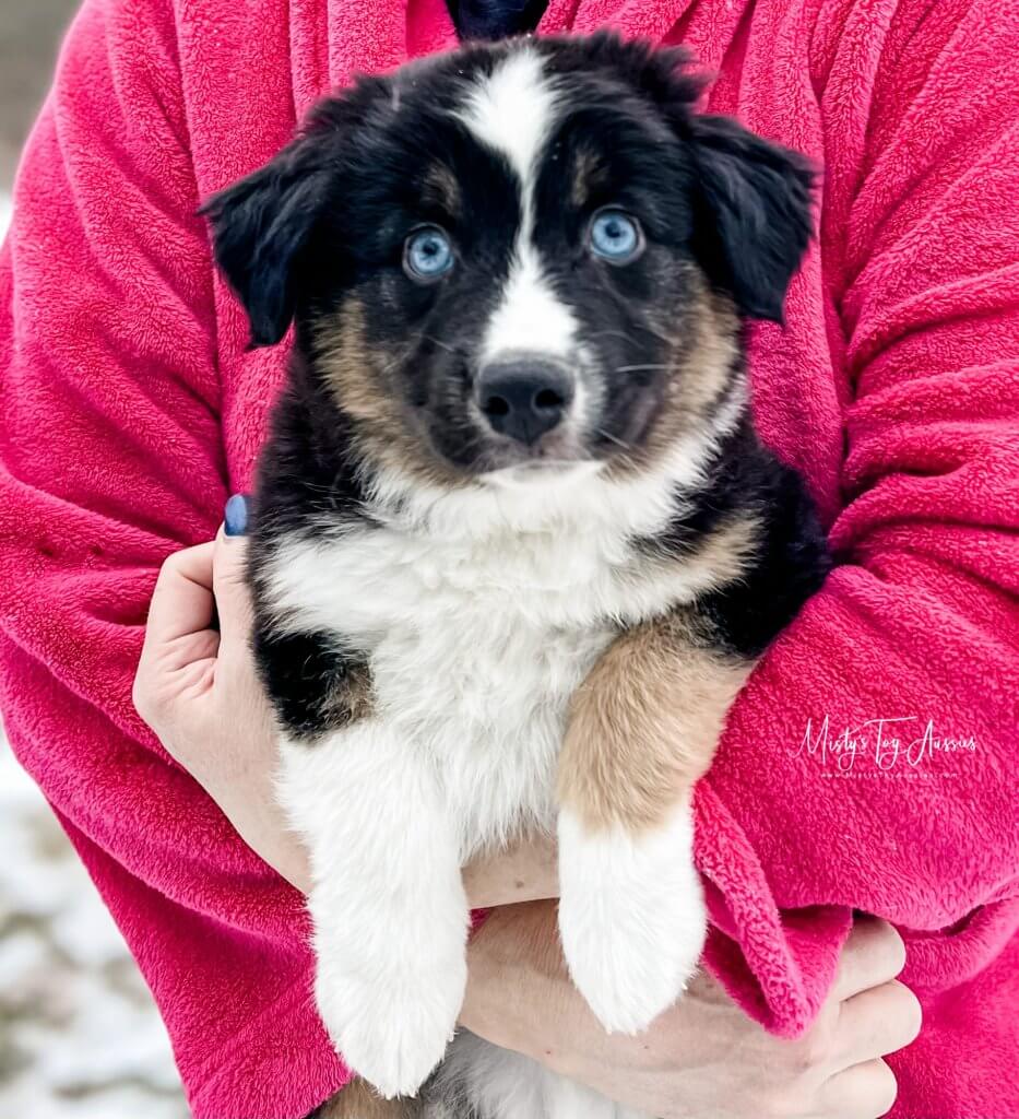 Mini Aussie Male Mini Aussie Male