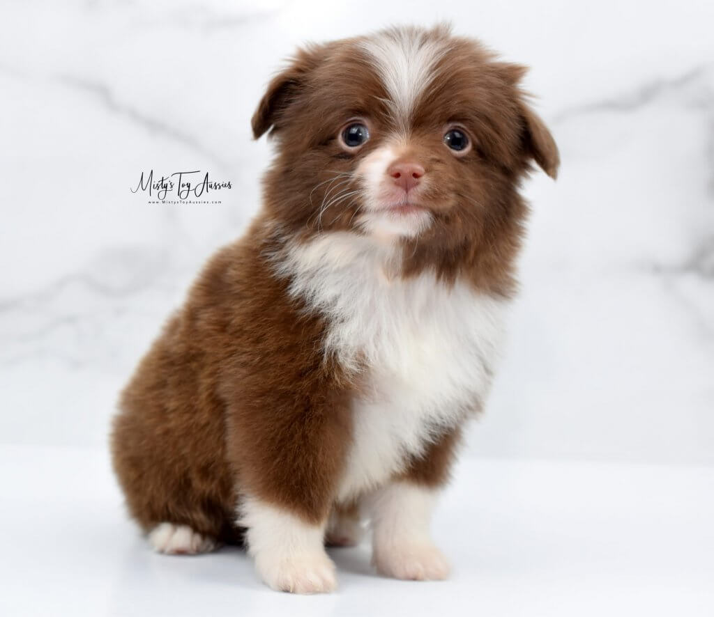 red tri aussie red tri aussie