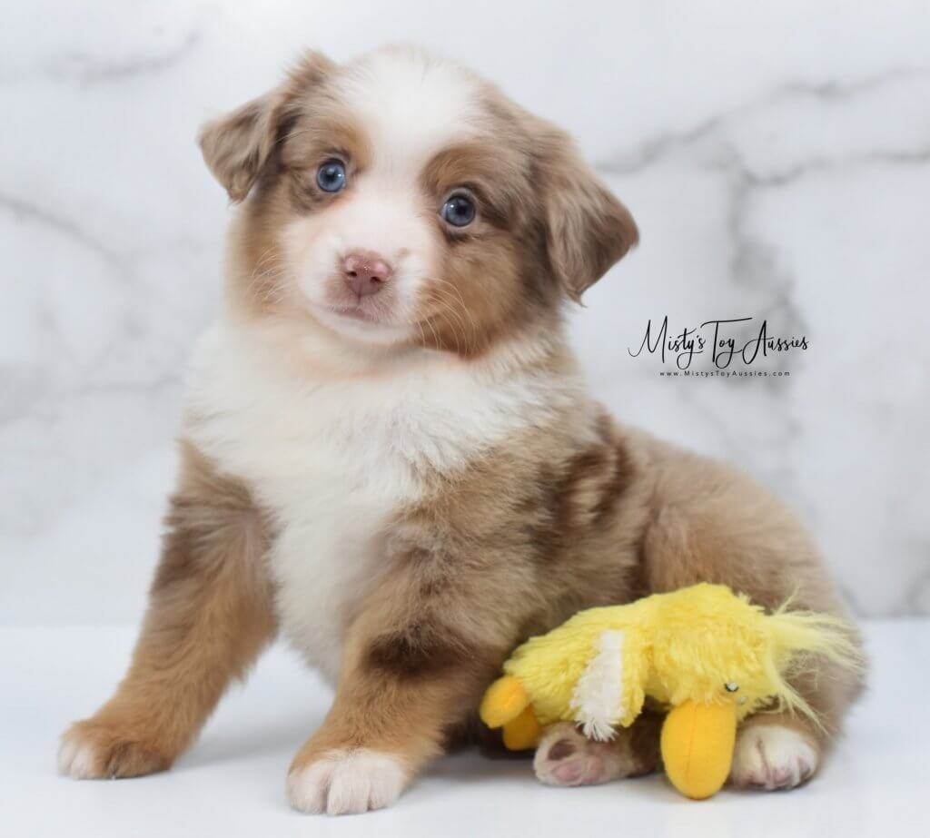 toy aussie toy aussie
