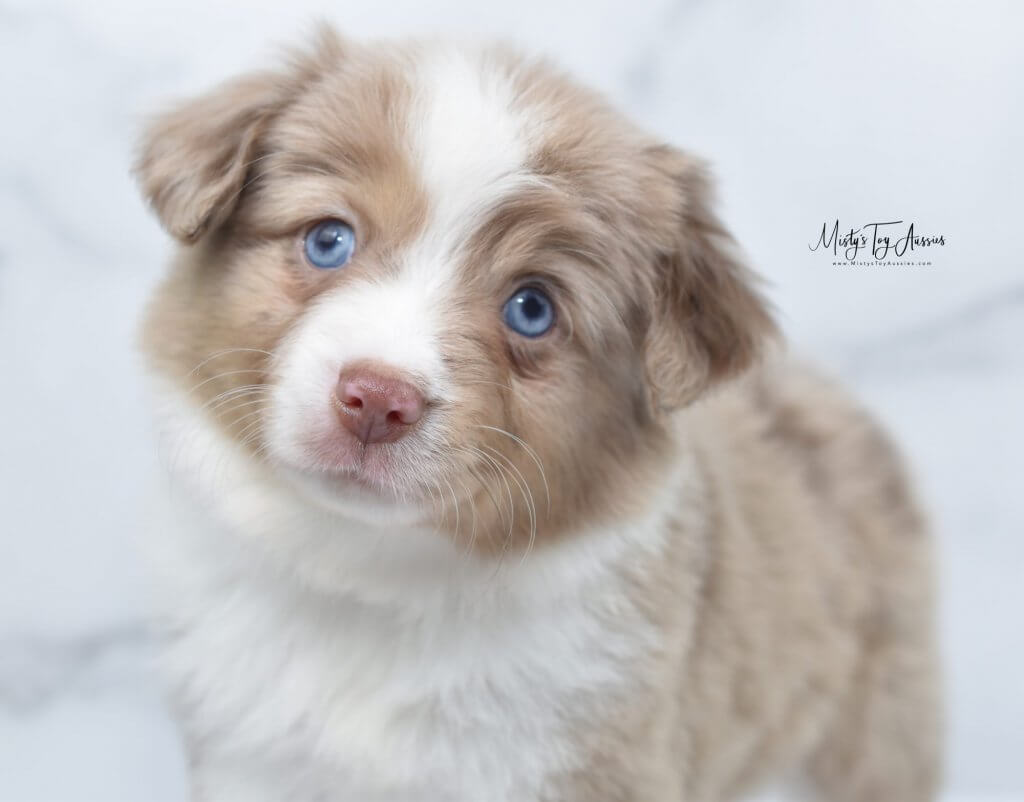 toy aussie toy aussie