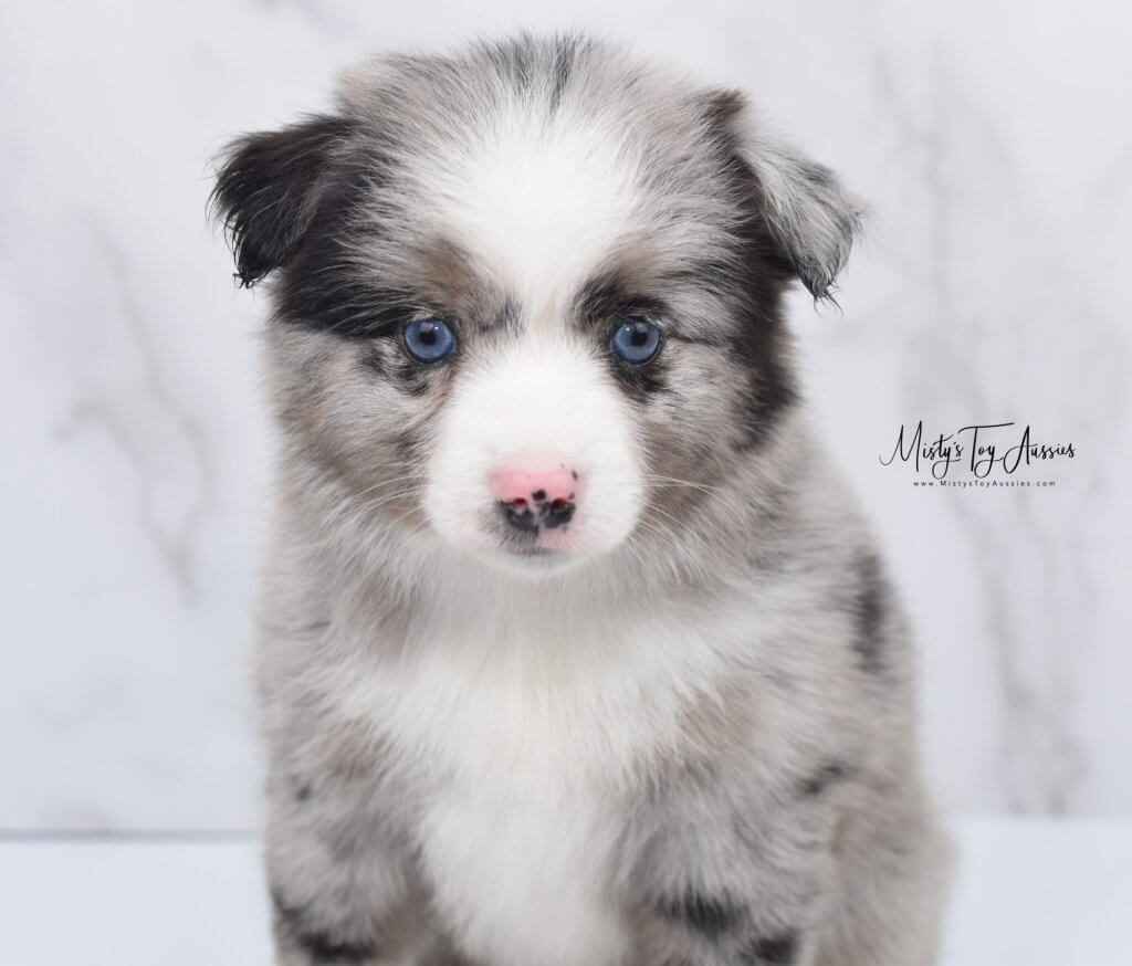 toy aussies (5) toy aussies (5)