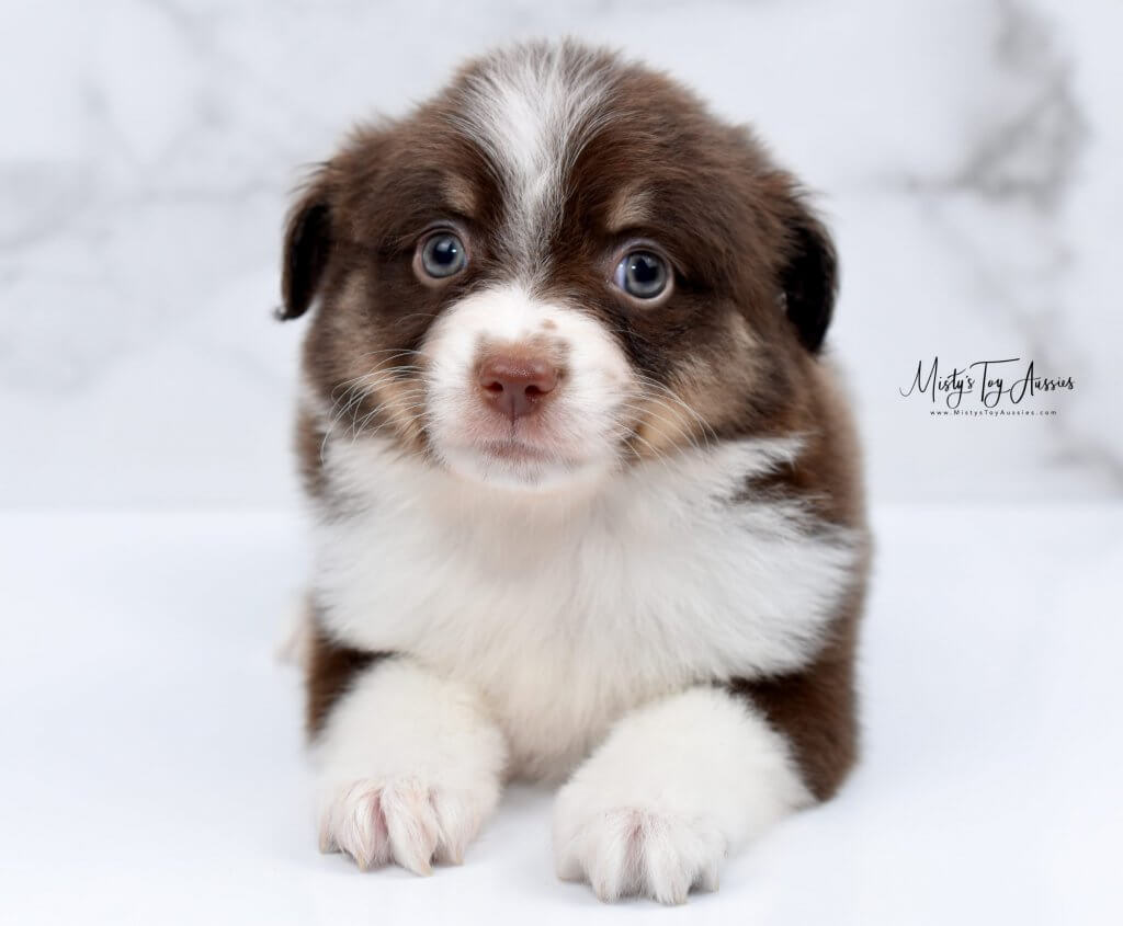 toy australian shepherds toy australian shepherds