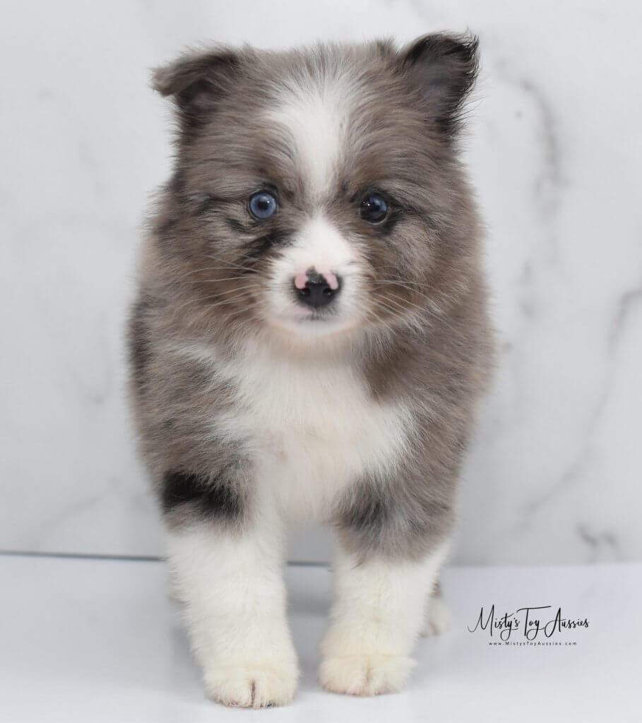 blue merle aussie blue merle aussie
