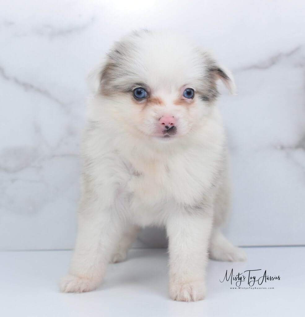 toy aussie (2) toy aussie (2)
