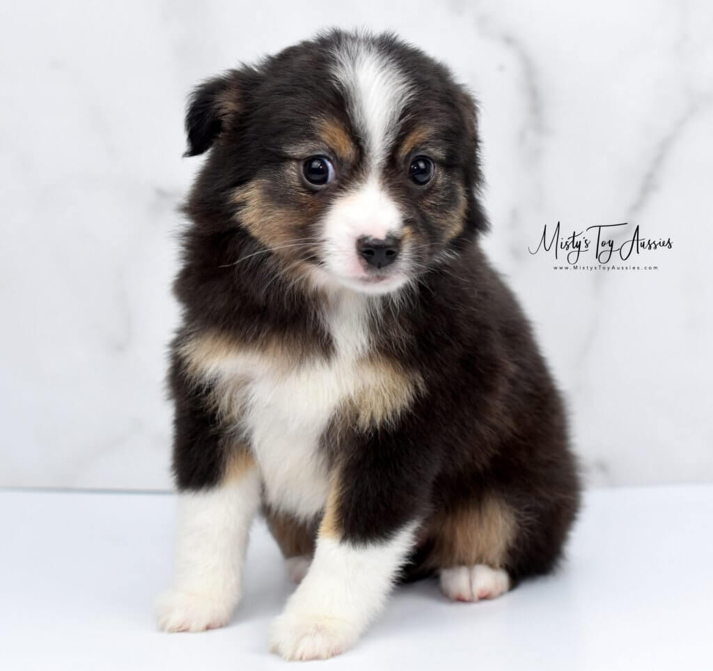 toy aussie puppy toy aussie puppy