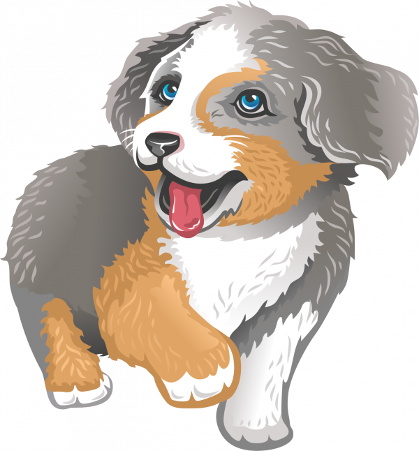 blue merle aussie png