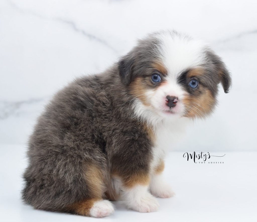 Toy Aussie Puppy At Misty s Toy Aussies