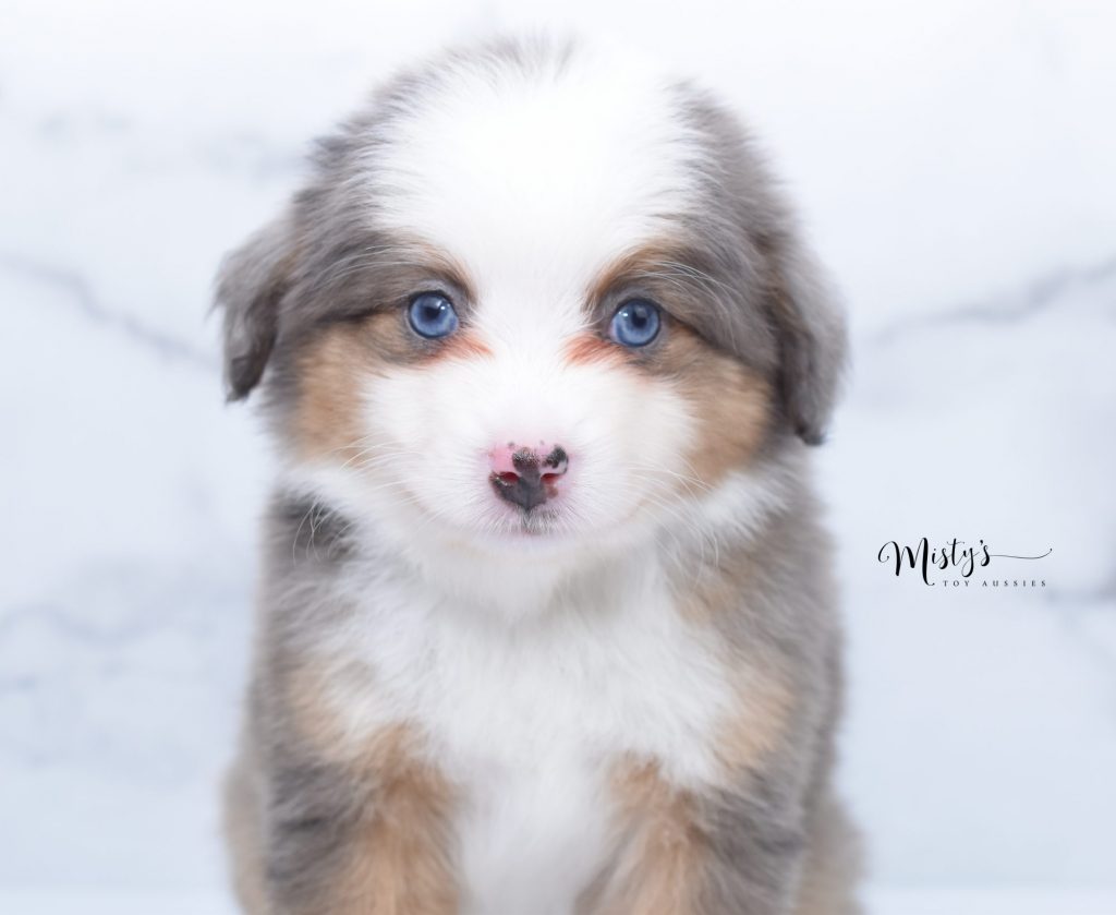 toy aussie (15) toy aussie (15)