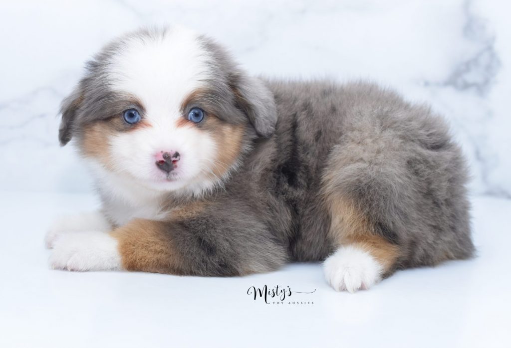 Toy Aussie Puppy At Misty s Toy Aussies