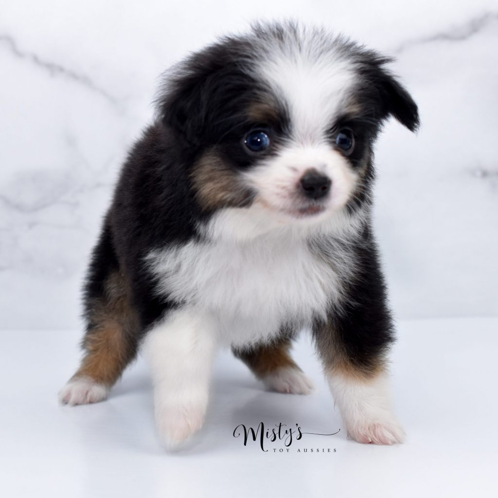 toy aussie (4) toy aussie (4)