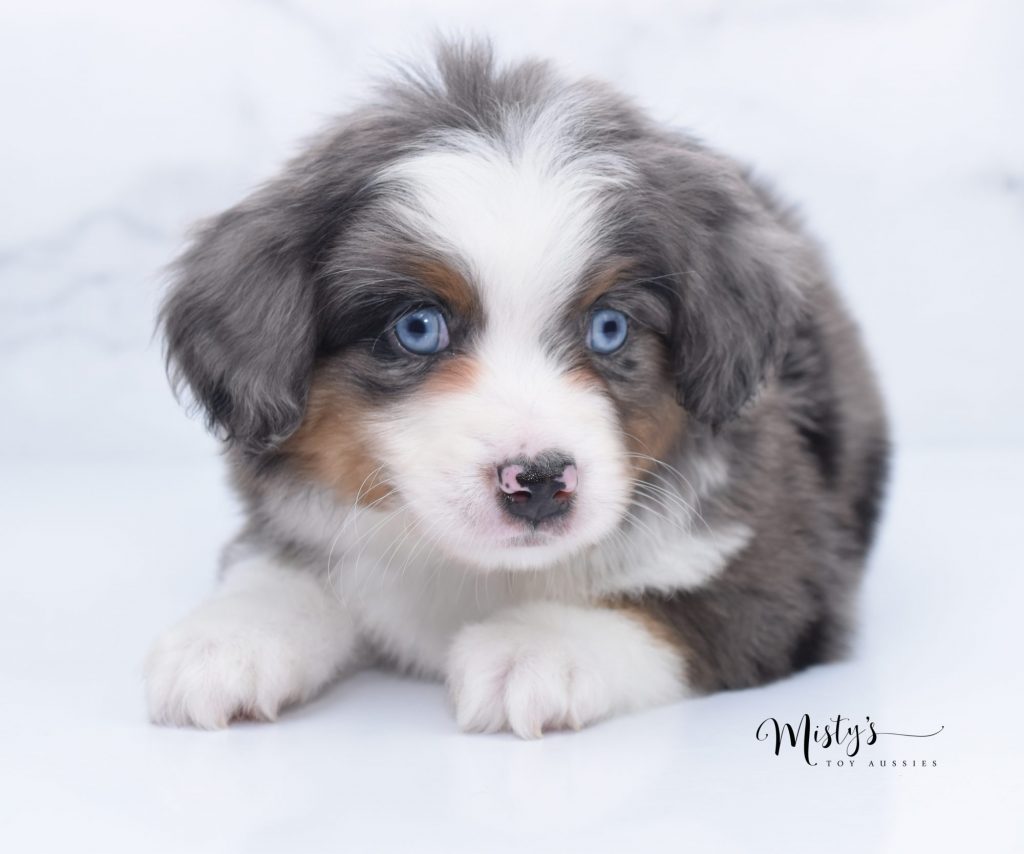 toy aussies (16) toy aussies (16)