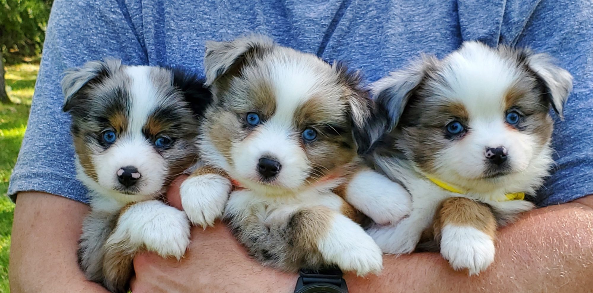 Contact Misty s Toy Aussies