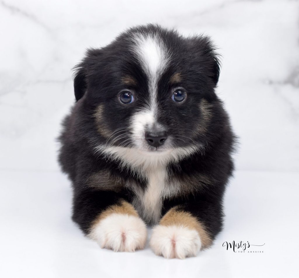aussie puppies (48) aussie puppies (48)