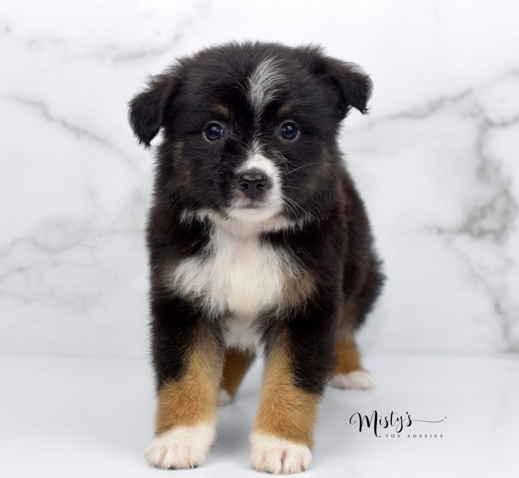 black tri aussie (5) black tri aussie (5)