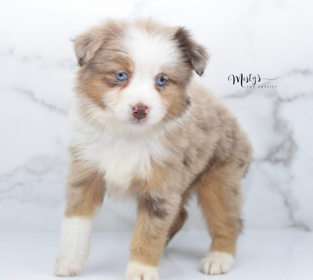 mini aussies (26) mini aussies (26)