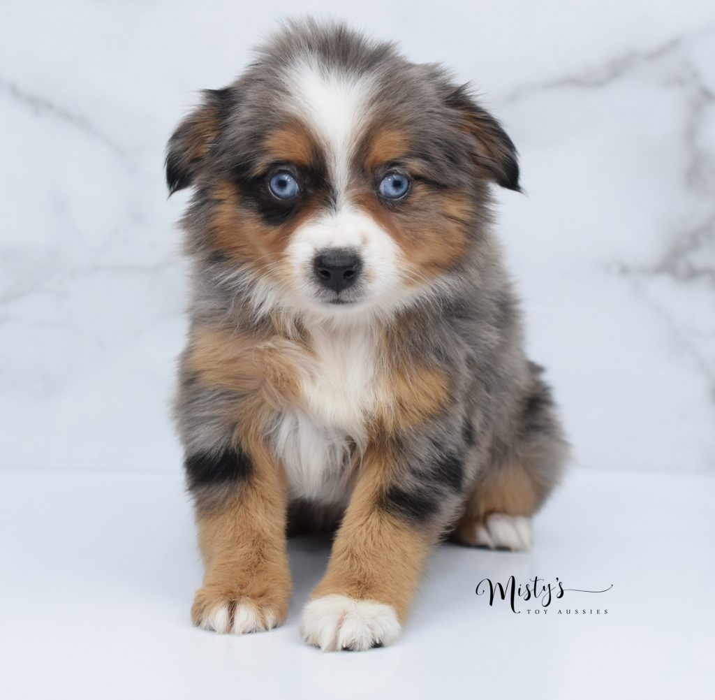 toy aussie (1) toy aussie (1)