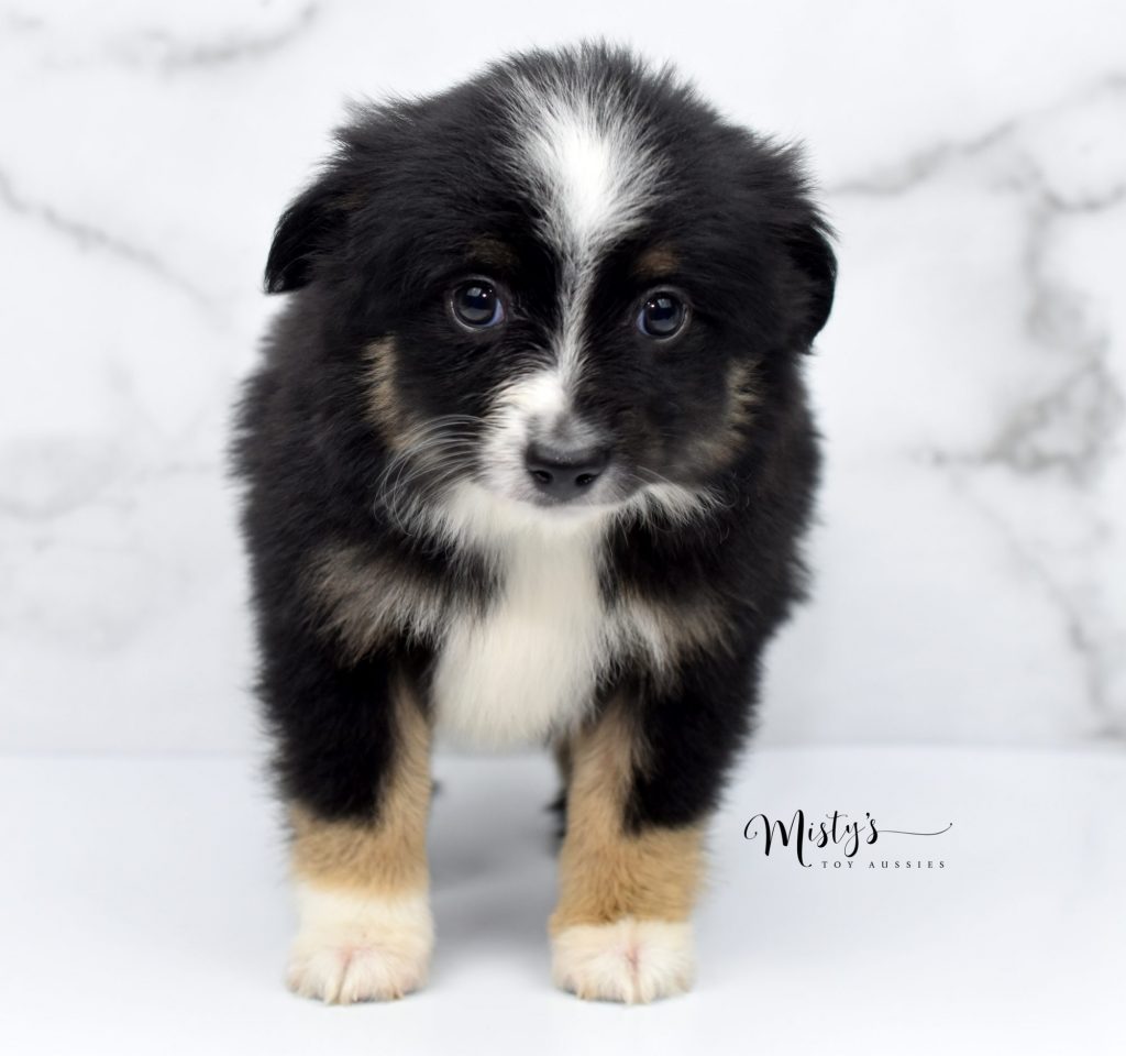 toy aussie (11) toy aussie (11)
