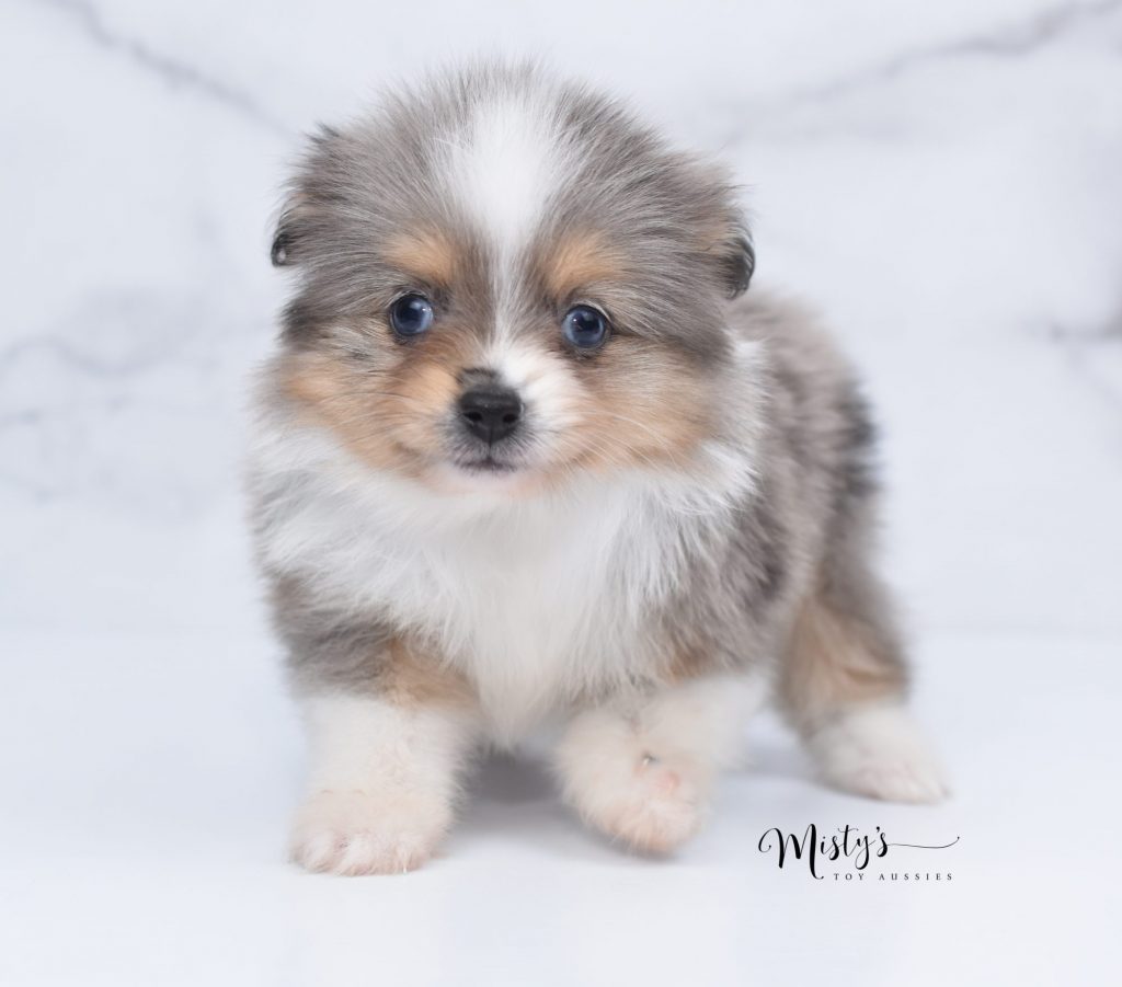 toy aussie (11) toy aussie (11)