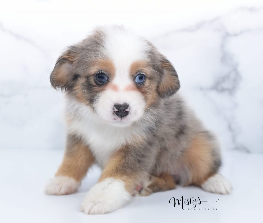toy aussie (3) toy aussie (3)