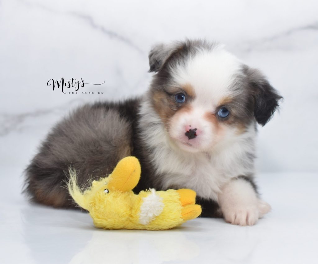 toy aussie (41) toy aussie (41)
