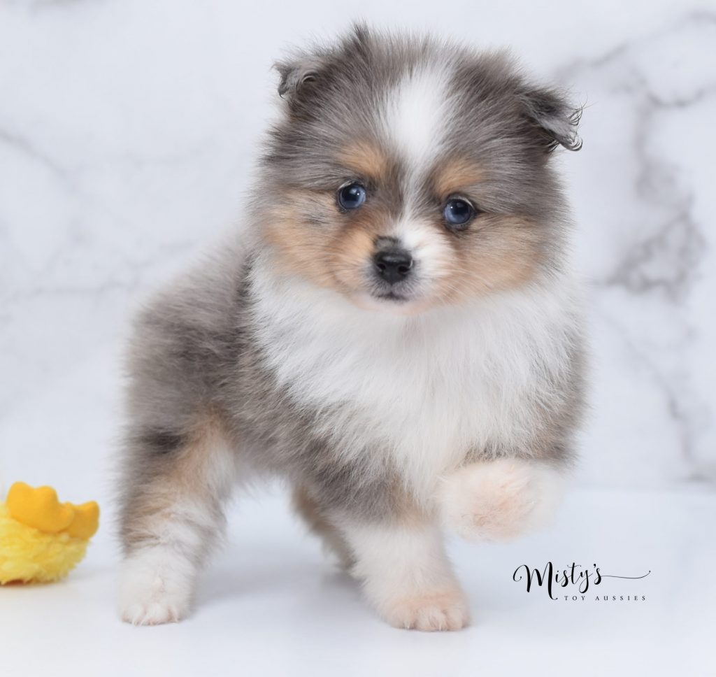 toy aussie (5) toy aussie (5)