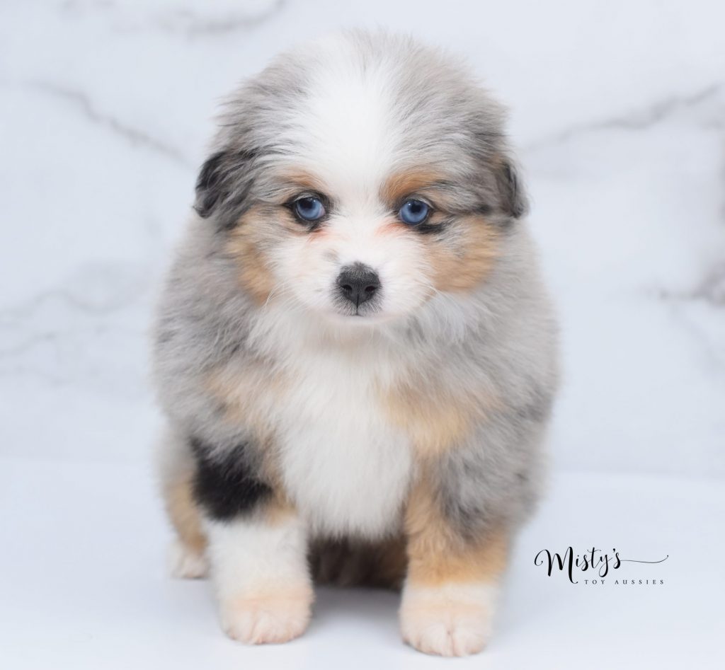 toy aussie puppies (12) toy aussie puppies (12)