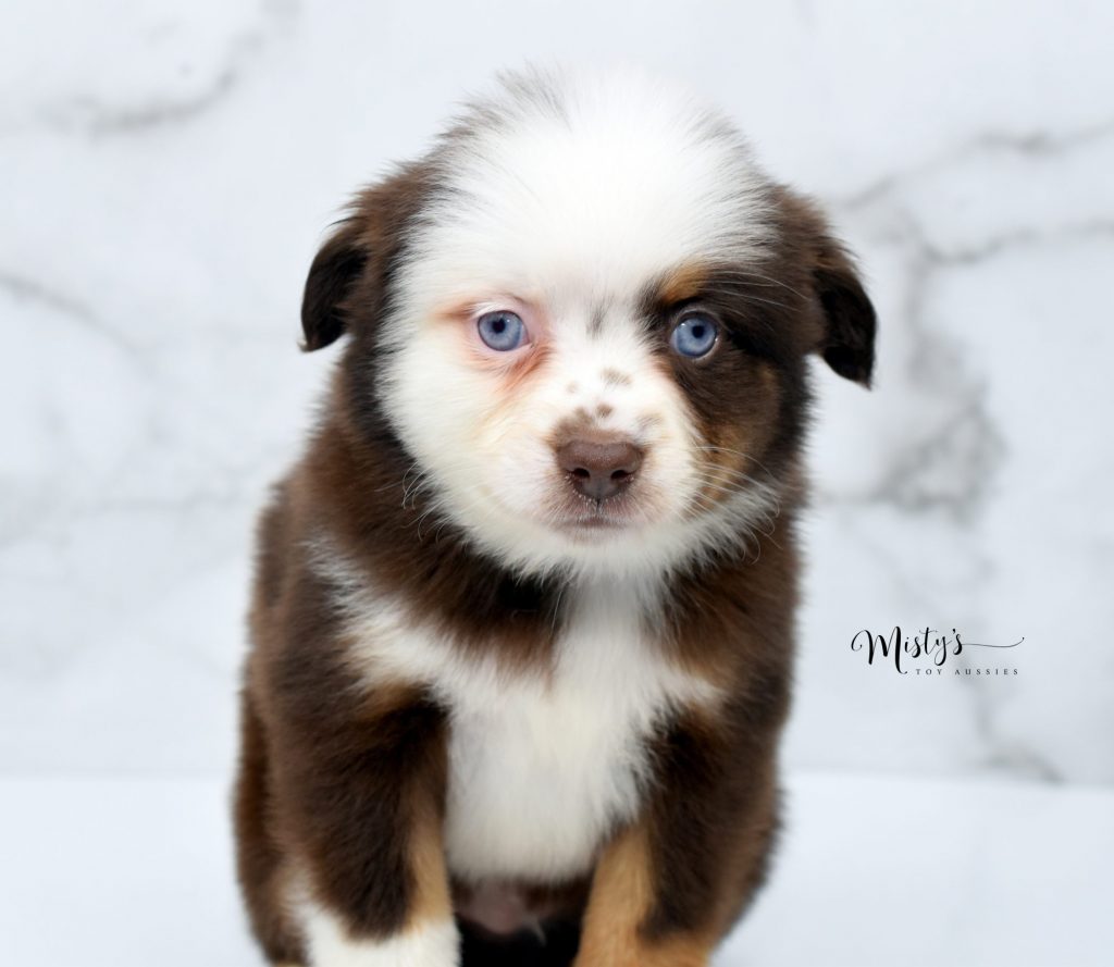 toy aussie puppies (44) toy aussie puppies (44)