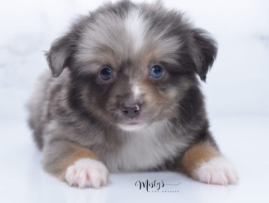 toy aussies (28) toy aussies (28)
