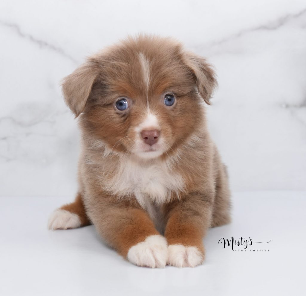 toy aussies (33) toy aussies (33)