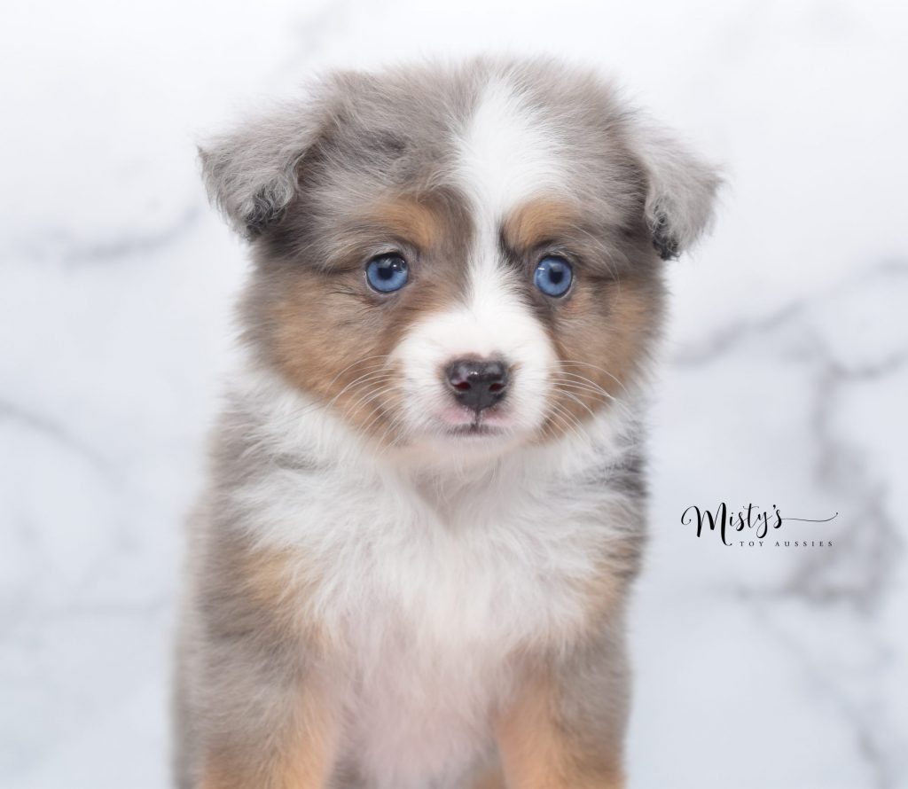 toy aussies (52) toy aussies (52)
