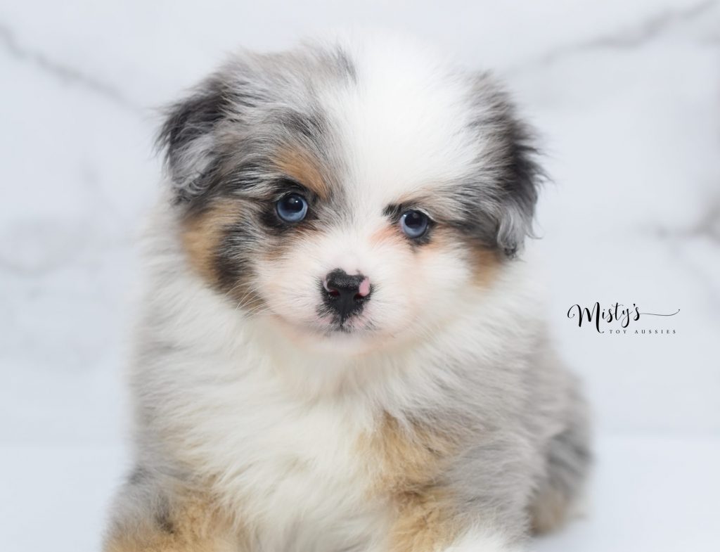 toy aussies (7) toy aussies (7)