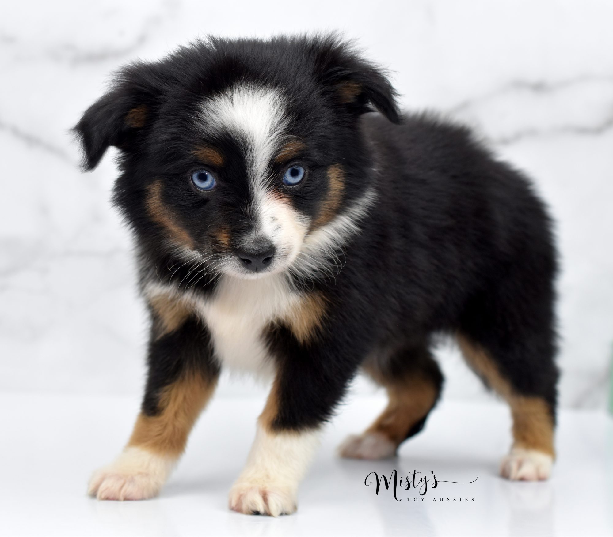 Toy Aussie Puppy At Misty s Toy Aussies