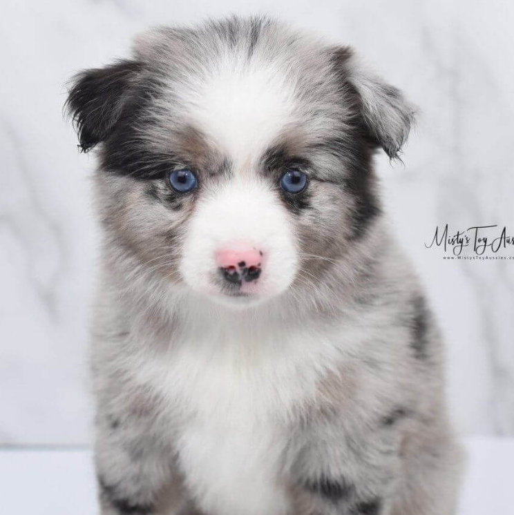 Human overdraw efterskrift Toy Aussie & Mini Aussie Shepherd Puppy Breeder in Michigan