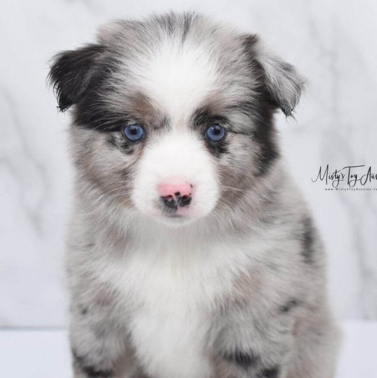 samfund solnedgang Ubestemt Toy Aussie & Mini Aussie Shepherd Puppy Breeder in Michigan