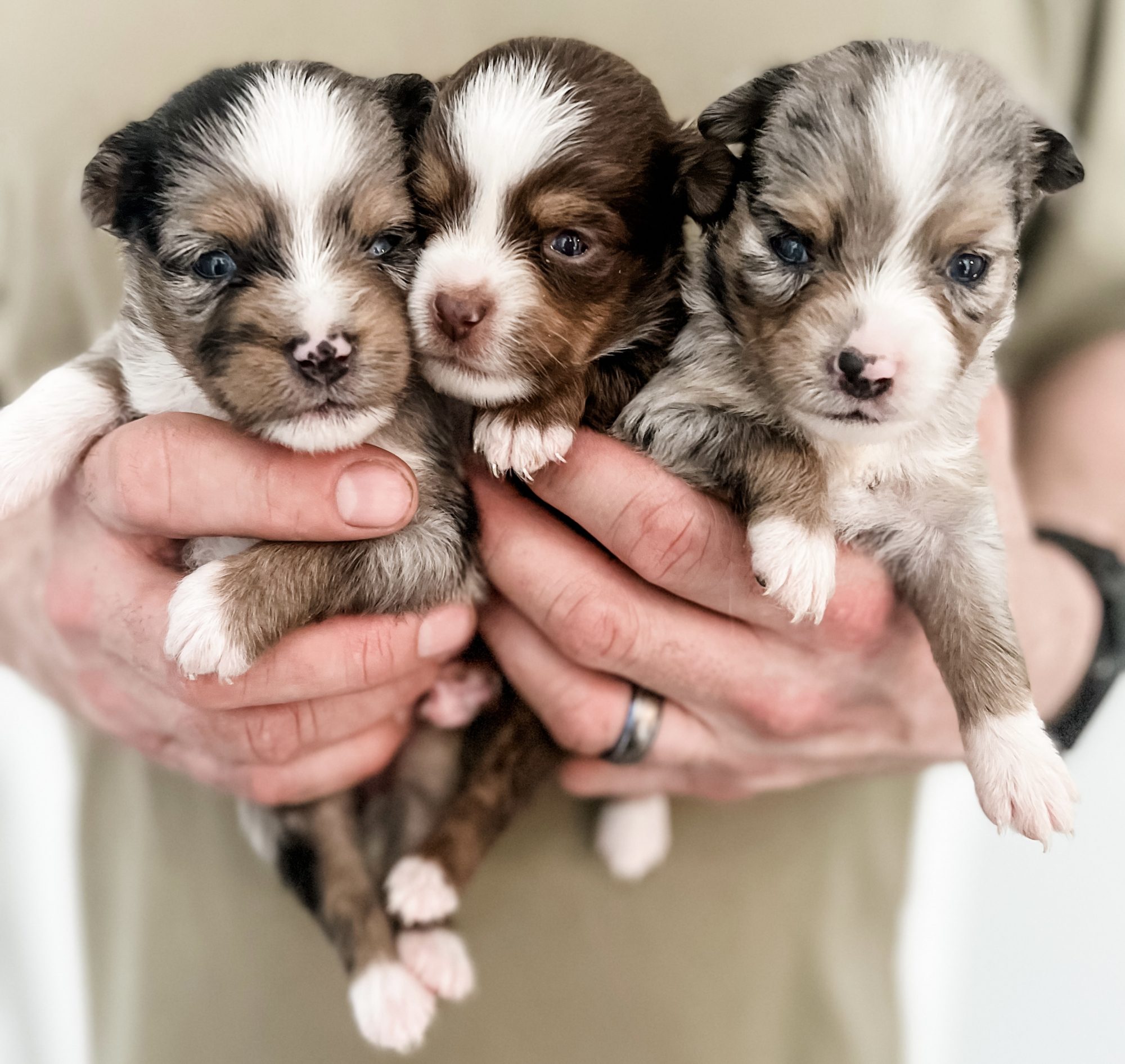 Puppy Nursery Misty's Toy Aussies