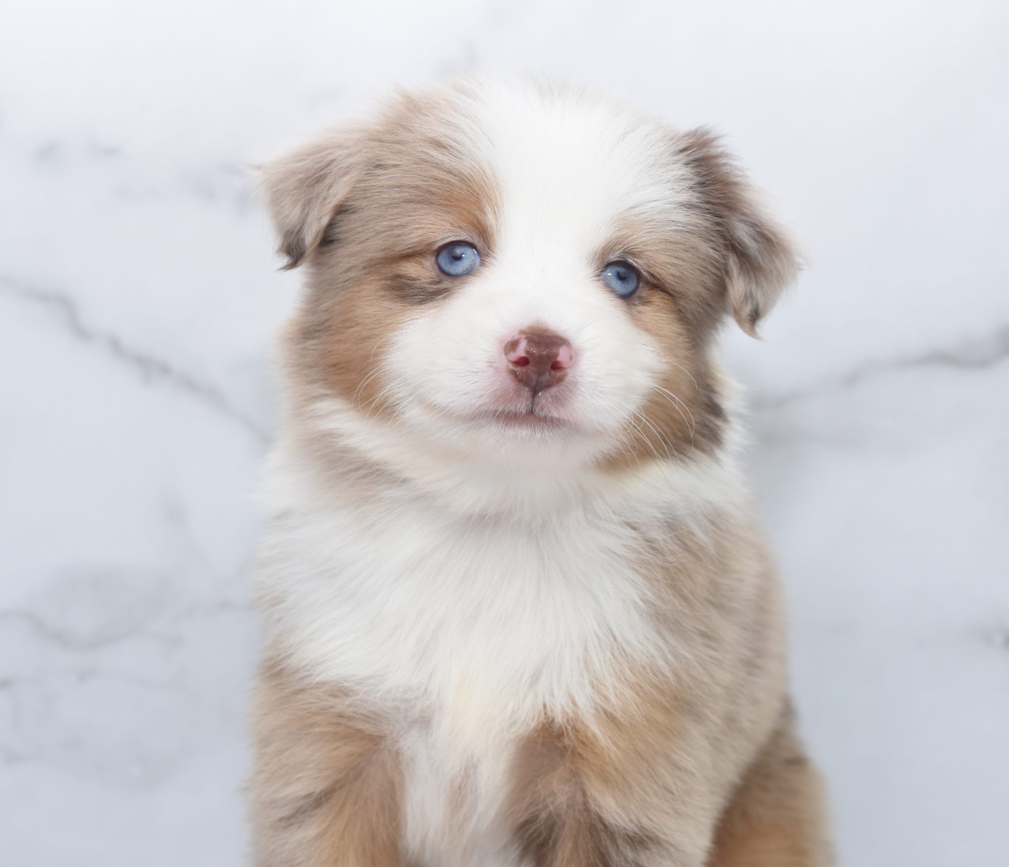 Visitation Policy Misty s Toy Aussies