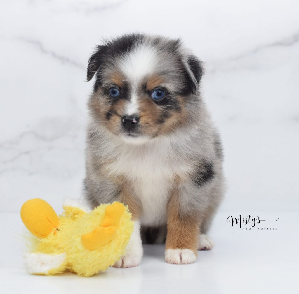 Mini / Toy Australian Shepherd Puppy Available